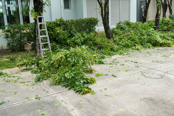 Why Choose Our Tree Removal Services in Naranja, FL?